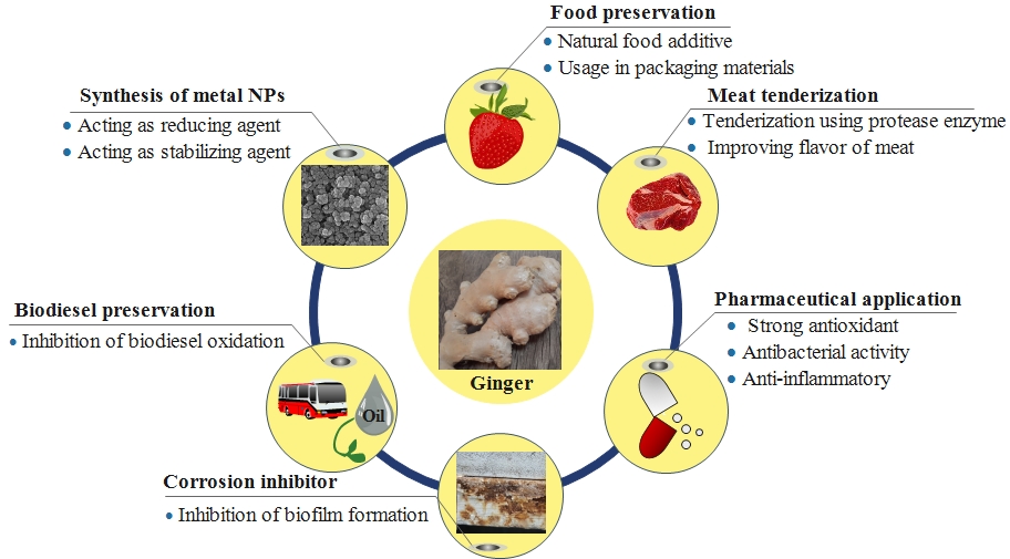 Potential Applications of Ginger Rhizomes as a Green Biomaterial: A Review 