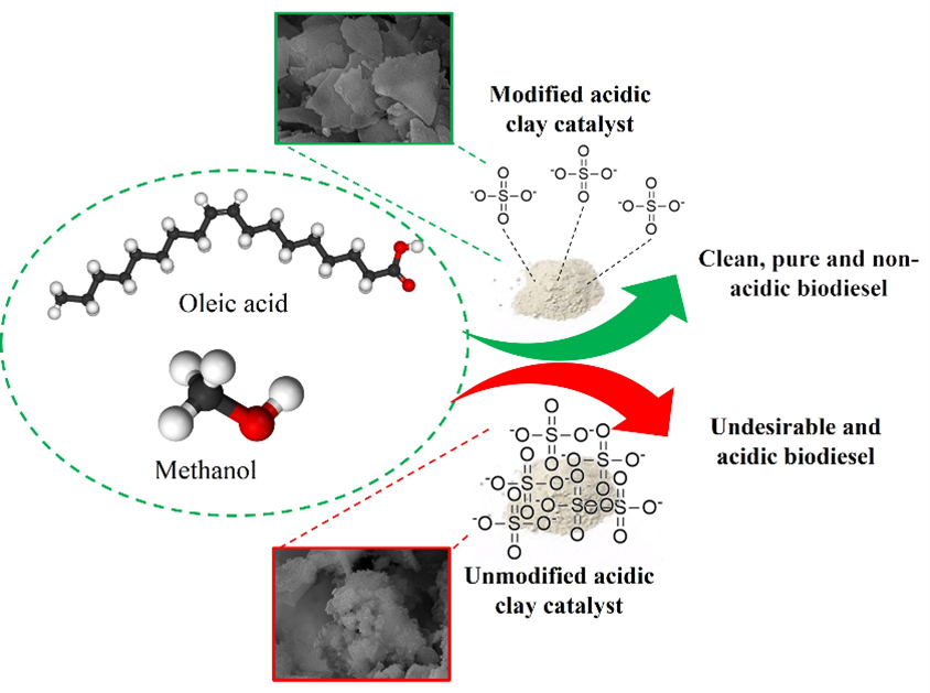 Effect of Acid Treatment and Clay Mineral Type on Acidic Clay Catalyst Performance in Esterification