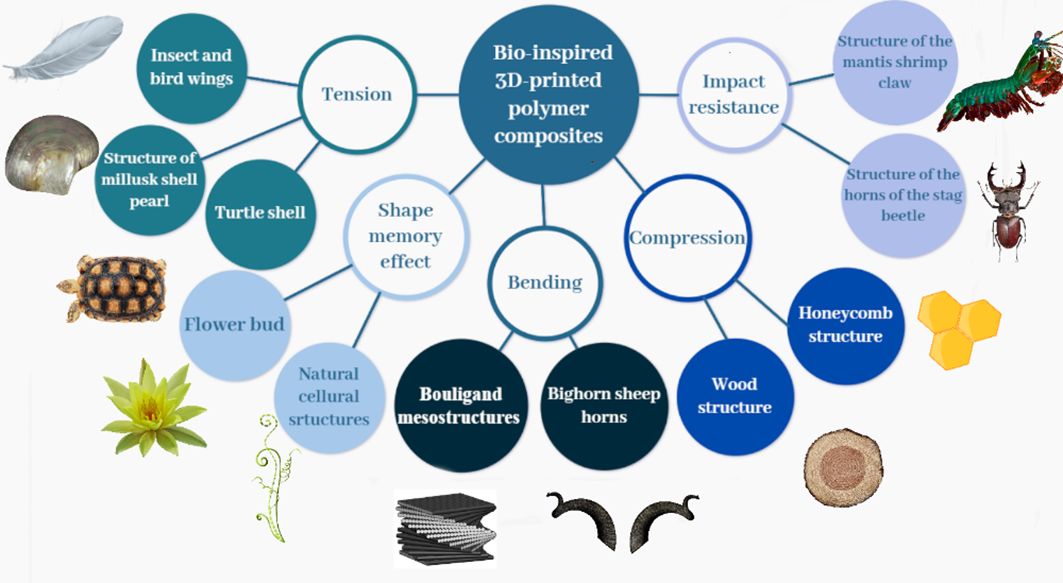 Bio-inspired Continuously Reinforced Polymer Composites: Synthesis of Nature and Additive Manufacturing